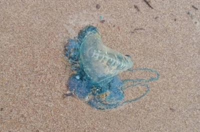 Civil Defence Force: Portuguese man o’ war jellyfishes spotted on Sarawak beaches, people urged to be cautious