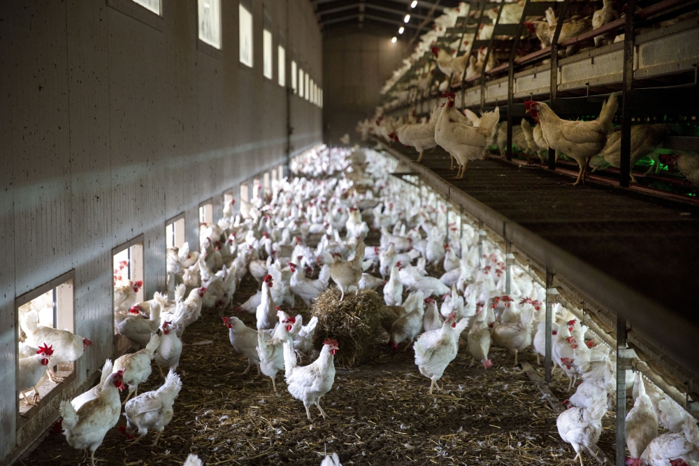 The report, Asia Cage-Free Benchmark (Benchmark), conducted by Open Wing Alliance (OWA) — a global coalition of 100 organisations spanning across 72 countries — is responding to rising consumer concern for animal welfare and increasing commitments from companies to source cage-free eggs. — Reuters pic