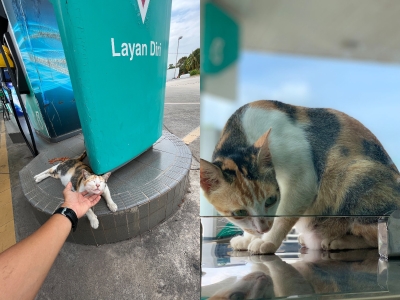 Resident cat from Alor Setar Petronas appointed as Setel’s official ambassador (VIDEO)