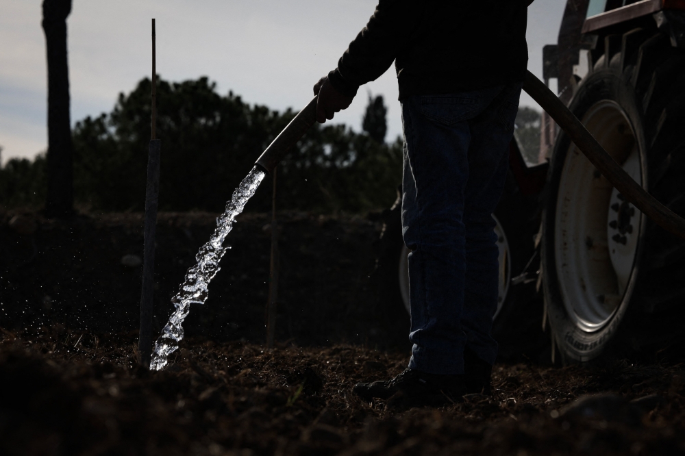 A man waters a freshly planted pistachio tree, in Claira, south-western France, on February 8, 2024. — AFP pic