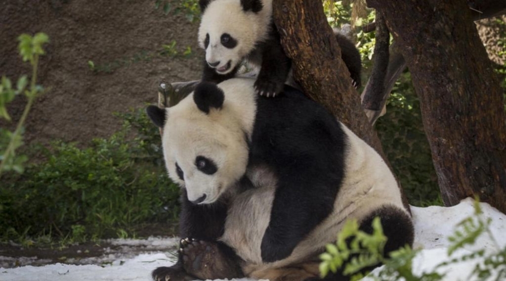 China said Thursday it had signed agreements to send pandas to a zoo in San Diego. — AFP pic