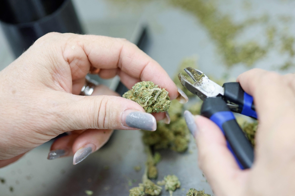 The German government approved a draft law in August 2023 legalising the purchase and possession of small amounts of cannabis for recreational use, despite criticism from opposition politicians and judges. — AFP pic