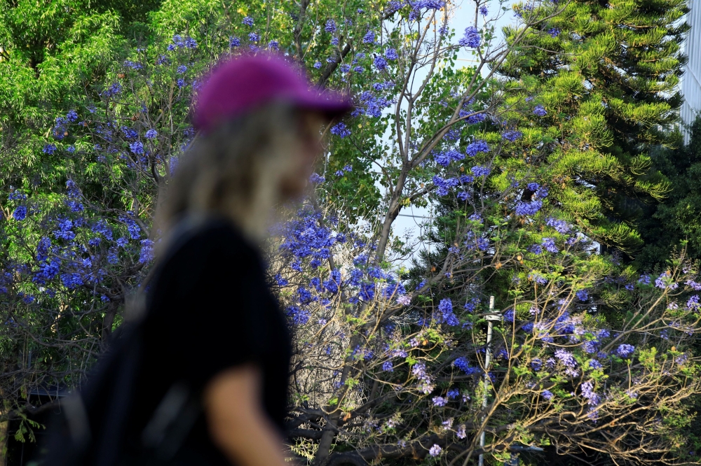 A woman passes by a jacaranda tree at Plaza Cibeles in Mexico City, Mexico. February 22, 2024. — Reuters pic