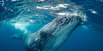 Whales ‘cannot out-sing’ human noise pollution
