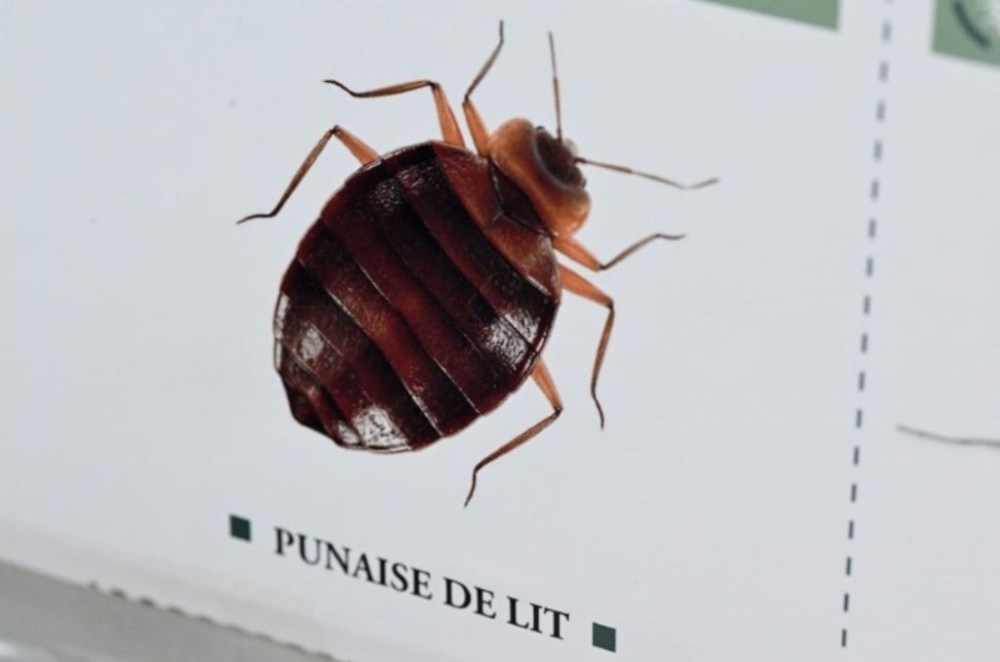 The bedbug issue caused a major panic in France in autumn. — AFP pic