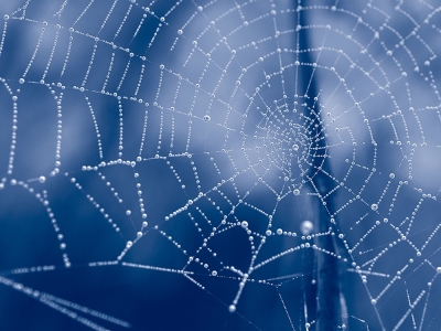 How spider webs could help scientists keep track of wildlife