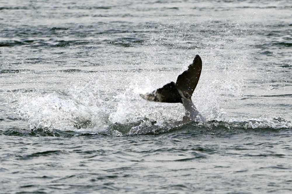 The Mekong — among the world’s most biodiverse rivers, surpassed only by the Amazon and the Congo — is home to some 1,148 recognised species of fish, with millions of people relying on its waters for their incomes. — AFP pic