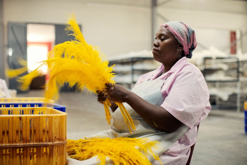 A worker from Cape Karoo international works on ostrich feathers on the production line on February 13, 2024 in Oudtshoorn, South Africa. — AFP pic