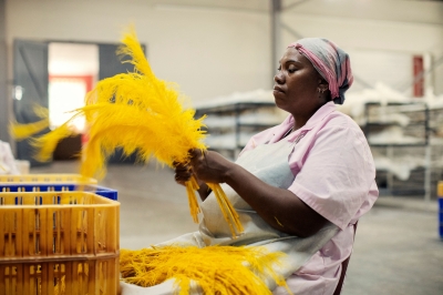 South African town sees gold in ostrich plumes