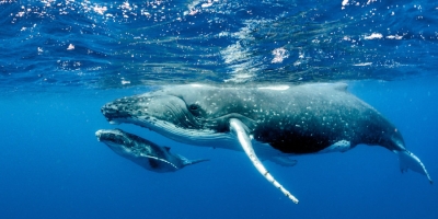 Study: Heatwaves may be driving whale decline in Pacific