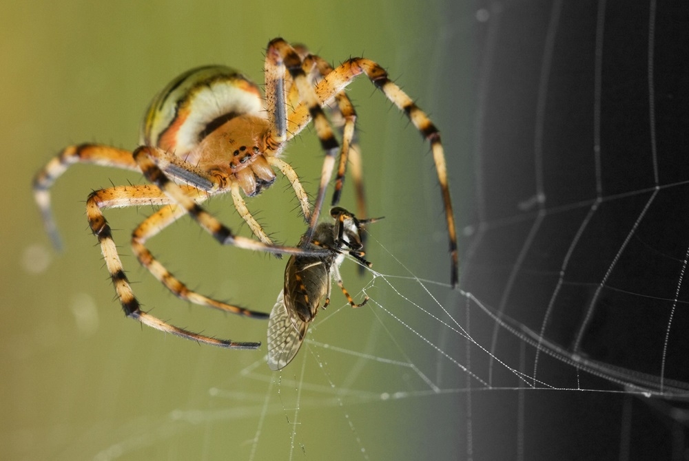 Could birds, spiders and beetles among other invertebrate predators be used in place of chemical pesticides? — LionH/Getty Images/ETX Studio pic 