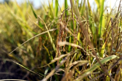 DCM: Sabah’s agriculture sector hit hard by heatwave, drought