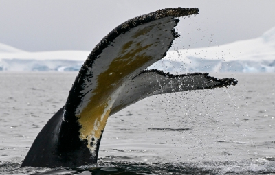 Whale of a tail: Scientists track unique humpback ‘fingerprint’