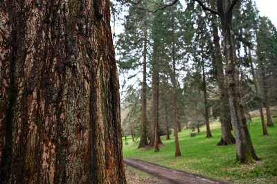 Experts: Endangered giant redwoods thriving in the UK