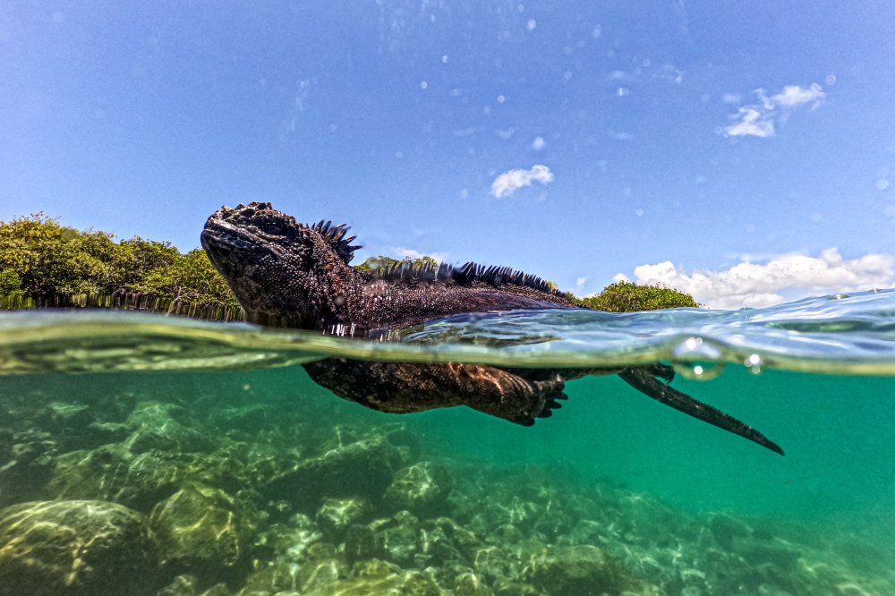 A marine iguana (Amblyrhynchus cristatus) is seen in Tortuga Bay at Santa Cruz Island, part of the Galapagos archipelago in Ecuador, on March 6, 2024. — AFP pic