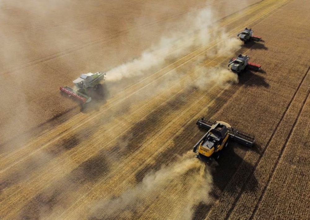 Combines harvest wheat in a field of a local agricultural enterprise in the Cherlaksky district of the Omsk region, Russia, September 8, 2023. — Reuters pic