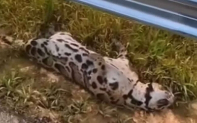 Dead clouded leopard: West Coast Expressway committed to ensuring