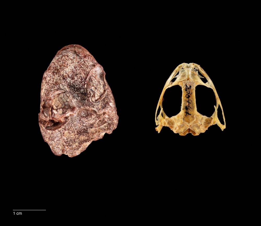 A composite image shows the fossil skull of the Permian Period proto-amphibian Kermitops (left) alongside a modern frog skull (Lithobates palustris), in this undated handout. — Picture by Brittany M. Hance, Smithsonian/Handout via Reuters