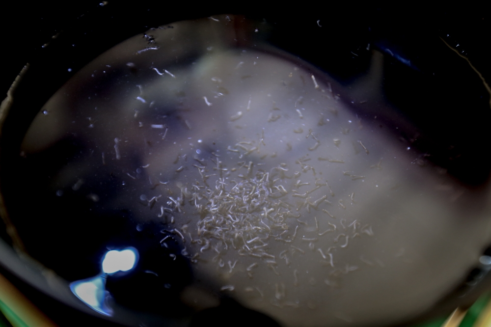 The Indonesian government is conducting a programme involving the use of mosquitoes with Wolbachia to control the spread of dengue in six cities, said Imran Pambudi, the Health Ministry’s Director of Communicable Disease Prevention and Control. — Picture by Hari Anggara