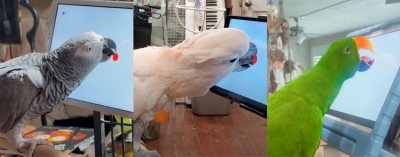Scientists find that parrots love playing tablet games (VIDEO)