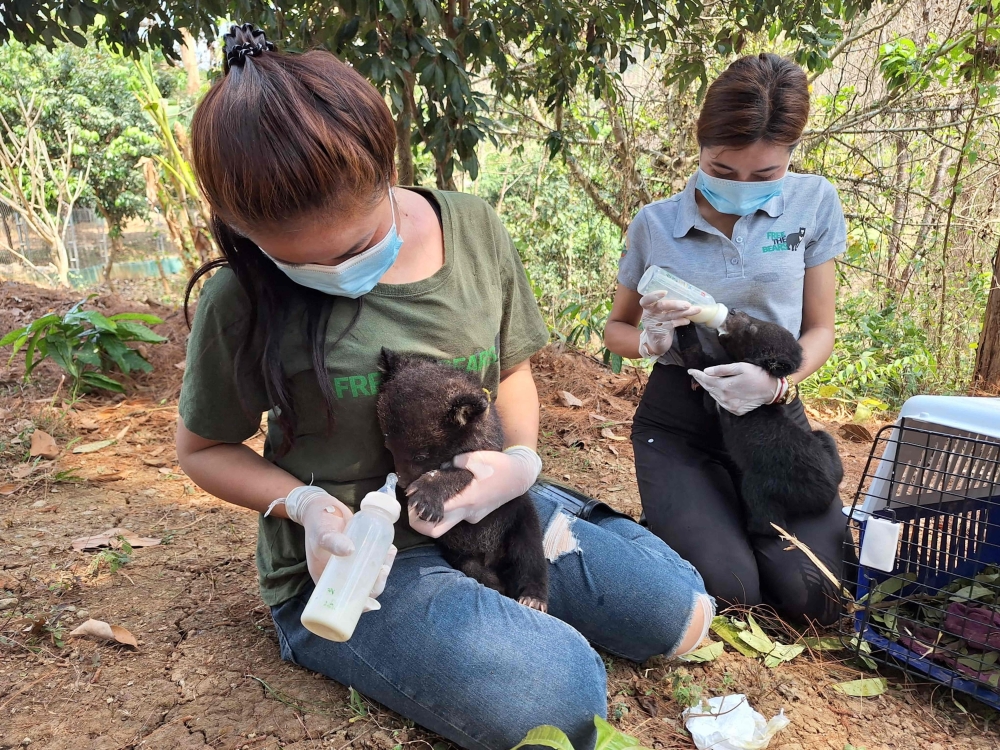 This handout photo taken on March 21, 2024 and released by wildlife charity Free the Bears shows rescued endangered Asiatic black bear cubs being fed at the Luang Prabang Wildlife Sanctuary in Luang Prabang. — AFP pic