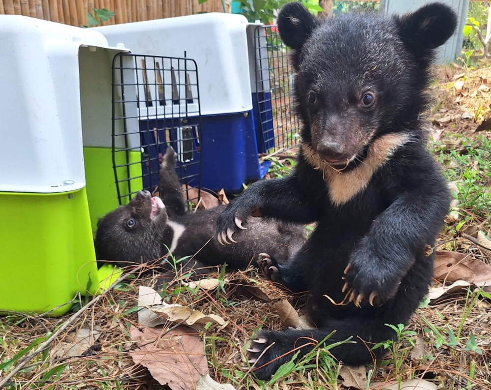 This handout photo taken on March 21, 2024 and released by wildlife charity Free the Bears shows endangered Asiatic black bear cubs experiencing their first touch of grass after being rescued at Luang Prabang Wildlife Sanctuary in Luang Prabang. — AFP pic