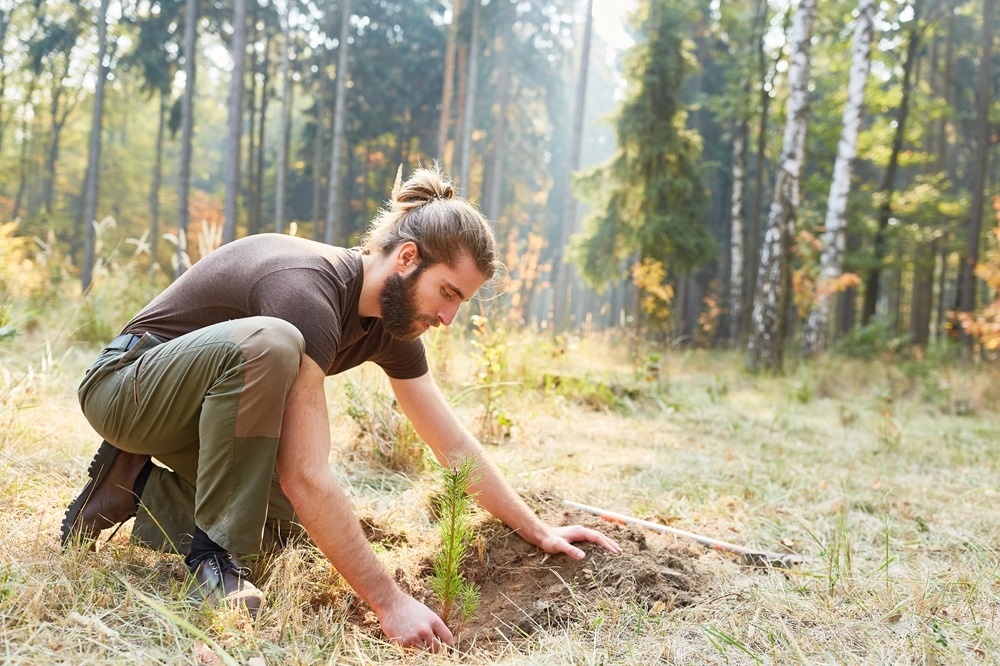 Trees soak up carbon dioxide and restoring areas of degraded woodlands or planting saplings to boost forest cover is one tool in the fight against climate change.  — Shutterstock pic
