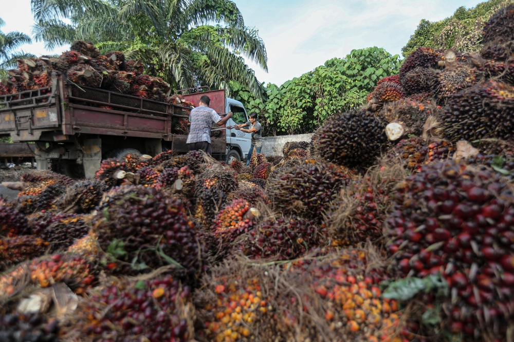 Fitch Ratings foresees that Malaysia’s benchmark crude palm oil prices will weaken from the second quarter of 2024 due to a higher supply of vegetable oil globally. ― Picture by Farhan Najib