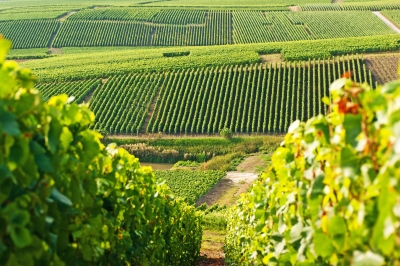 Study: Swapping Bordeaux for Kent, climate change to shift wine regions