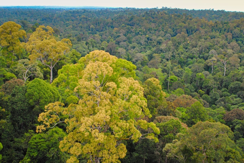 The Deramakot Forest Reserve, encompassing an area of 55,507 hectares of lowland mixed Dipterocarp forests in east-central Sabah, became the first model of a well-managed forest, certified under the Forest Stewardship Council (FSC) scheme in 1997. ― The Borneo Post pic