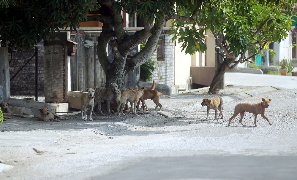 File picture of stray dogs in Ipoh. Tengku Permaisuri of Selangor Tengku Permaisuri Norashikin today told local authorities to find non-lethal alternatives to manage stray animal populations in the state. — Picture by Farhan Najib