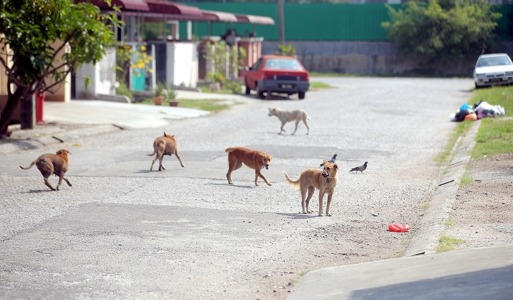 It was reported recently that the MBSA was planning a task force to catch and kill 500 stray dogs in the area. It even proposed rewarding volunteers with RM30 for each dog caught during the exercise. — Picture by Farhan Najib