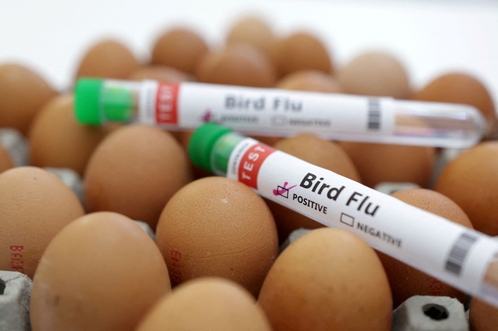 Some 887 cases of human infection with H5N1 avian influenza, were reported globally between January 2003 and Feb. 26 this year, the World Health Organisation (WHO) said in its latest report. Of these 462 were fatal, accounting for a rate of 52 per cent. — Reuters file pic