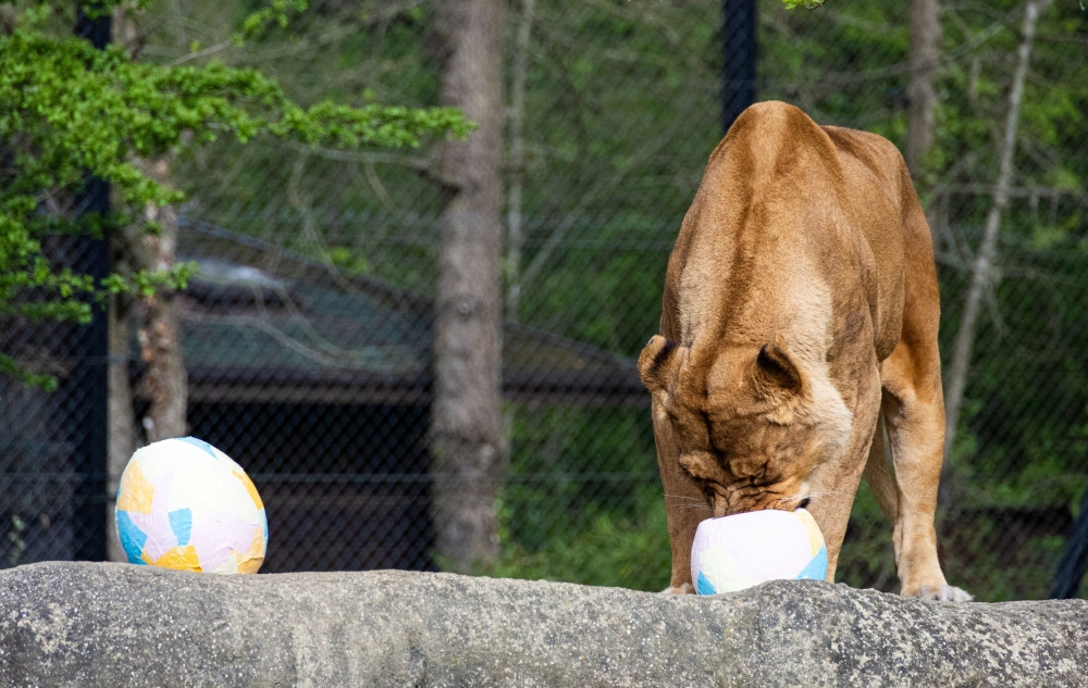 A lioness eats an Easter egg in Zagreb Zoo, Croatia, April 1, 2024. — Reuters pic