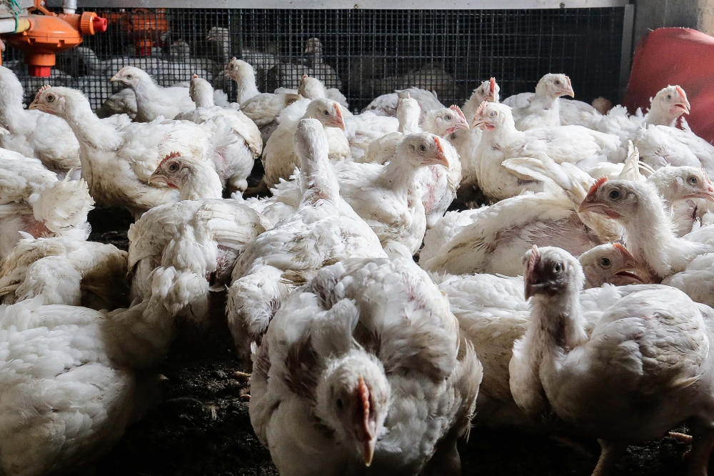 The Philippines has reported an outbreak of highly pathogenic H5N1 avian influenza, commonly called bird flu, on a poultry farm in the centre of the country, the World Organisation for Animal Health (Woah) said yesterday. — Picture by Sayuti Zainudin