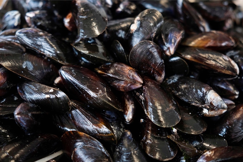File picture of mussels. In a statement today, the Fisheries Department said that analyses conducted by its biosecurity laboratory on samples of mussels and water collected from Sebatu, Melaka, on Wednesday revealed the presence of the Alexandrium species of algae, which poses health risks to humans. — AFP pic