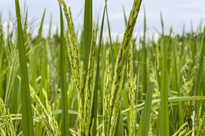 Farmers' Organisation Authority urges govt to increase floor price for paddy, set ceiling price for imported rice - Vimarsana News