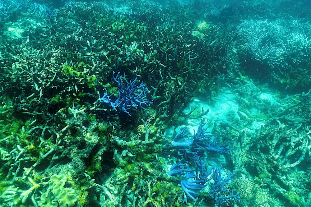 Australia's Great Barrier Reef struggles to survive | Malay Mail
