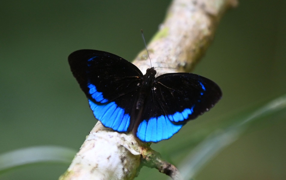 A butterfly is seen in the protected Amazon rainforest of Cuyabeno, Ecuador, on March 28, 2024. — AFP pic
