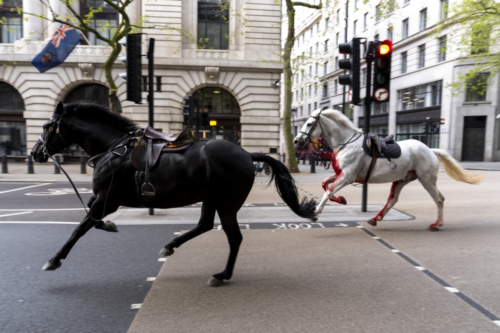 Footage posted by social media users showed a saddled white horse covered in blood running through the street alongside a black one. — PA Images pic via Reuters