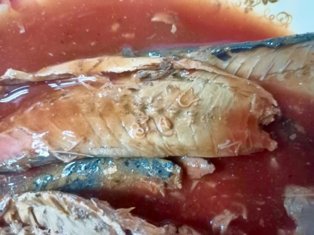A close-up of the parasitic worms, identified as Anisakis sp, that was discovered from the samples of canned sardines that was seized by Maqis in Johor Baru April 25, 2024. ― Picture by Johor Malaysian Quarantine and Inspection Service (Maqis).