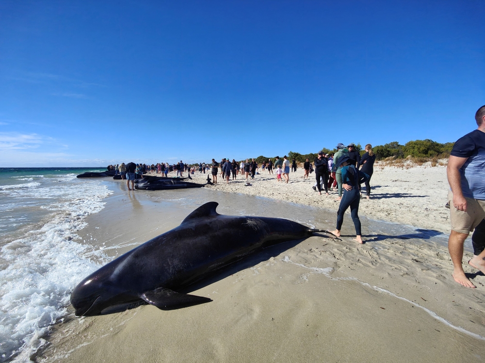 Marine wildlife experts were frantically trying to rescue some 140 pilot whales stranded today in the shallow waters of an estuary in the southwest of the state of Western Australia. — Reuters pic/Dunsborough and Busselton Wildlife Care handout