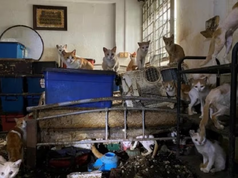 41 live cats, 2 dead cats and some skeletal remains were found in the vacant flat. — Image taken from court documents via TODAY