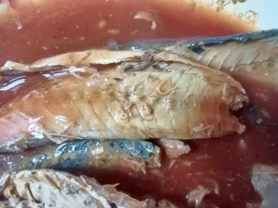 Quarantine agency says parasitic worms detected in canned sardines imported from China via Singapore - Vimarsana News