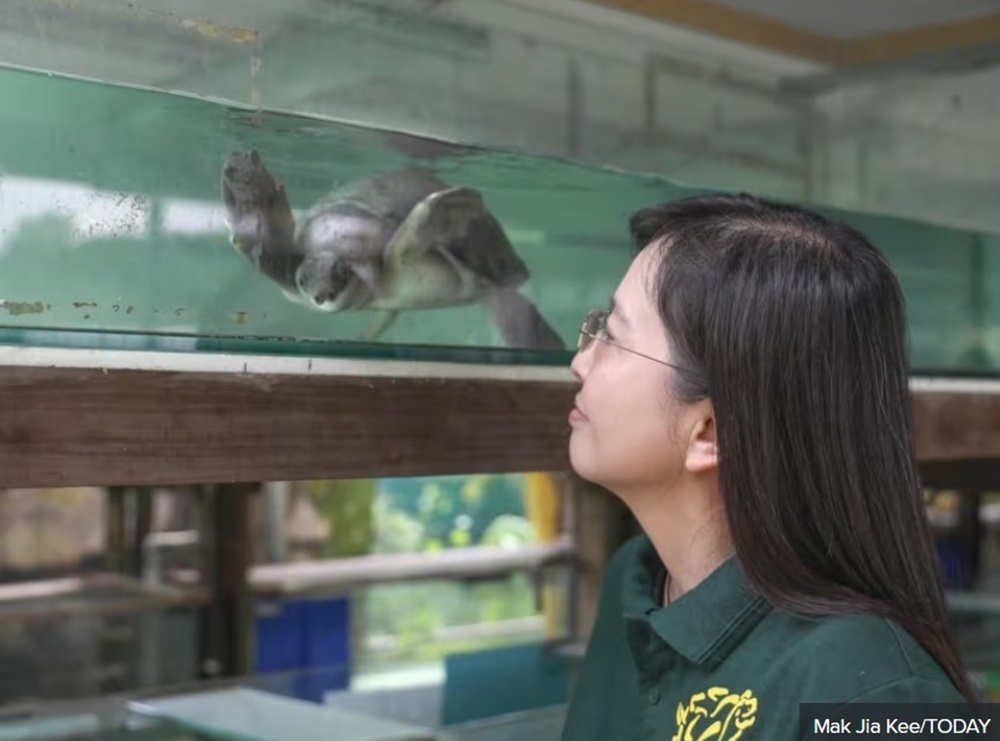 Connie Tan looking at a pig-nosed turtle at the Live Turtle Museum Singapore in Yishun April 24, 2024. — TODAY pic 