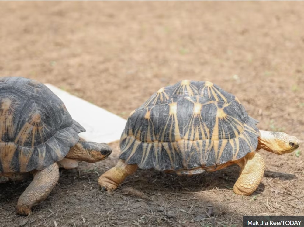 Radiated tortoises are seen at the Live Turtle Museum Singapore in Yishun. — TODAY pic 