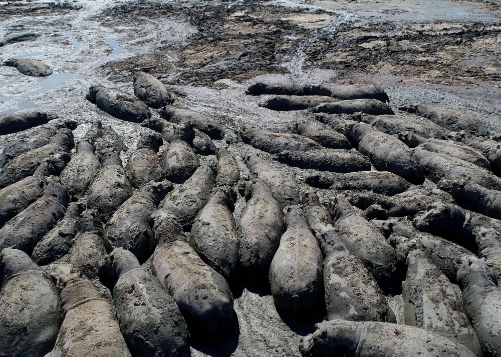 This aerial view shows  hippos stuck in a dried up channel near the Nxaraga village in the Okavango Delta on the outskirts of Maun on April 25, 2024. — AFP pic