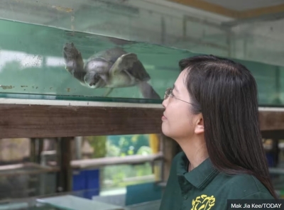 'I'm so touched': S$54,000 in donations pour in for embattled live turtle museum in Singapore after plea from operator - Vimarsana News