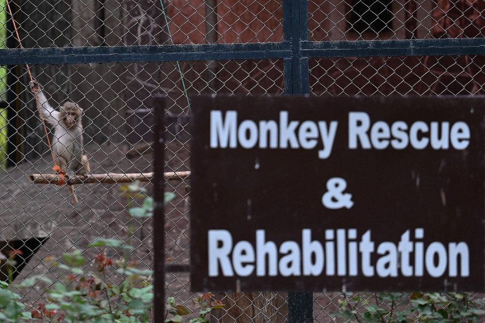 A rescued monkey sits inside its enclosure at the Margallah Wildlife rescue centre. — AFP pic