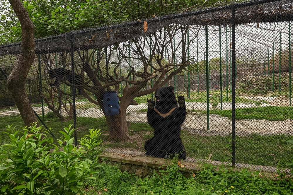 Rescued Asian black bears are pictured at an enclosure at the Margallah Wildlife rescue centre. — AFP pic